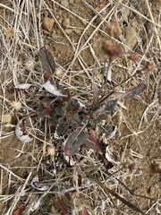 Eriogonum nudum