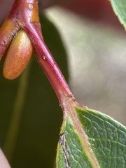 Salix lasiandra
