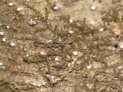 Cryptococcus fagisuga