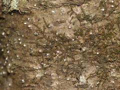 Cryptococcus fagisuga