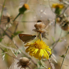 Copaeodes aurantiaca