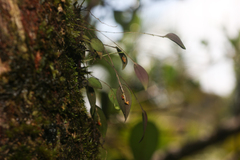 Lepanthes