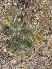 Heterotheca sessiliflora