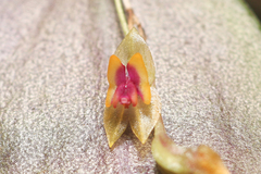 Lepanthes