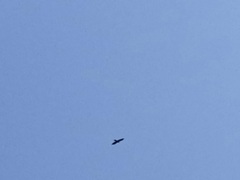 Parabuteo unicinctus