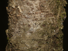 Cryptococcus fagisuga