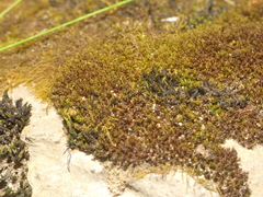 Hyophila involuta