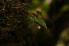 Lepanthes