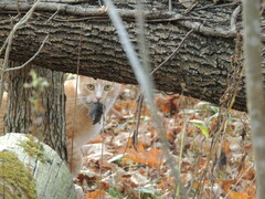 Microtus pennsylvanicus