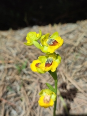 Ophrys lutea