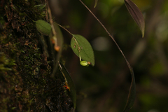 Lepanthes