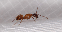 Camponotus sansabeanus