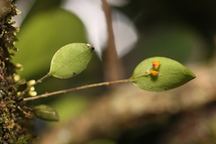 Lepanthes