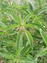 Acalypha communis