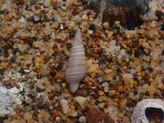Pulsarella cognata