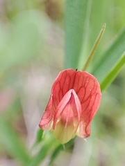 Lathyrus