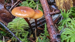 Heimiomyces fulvipes