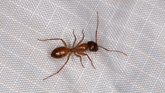 Camponotus sansabeanus