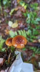 Heimiomyces fulvipes