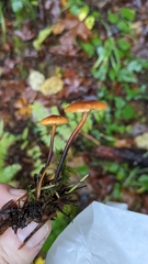 Heimiomyces fulvipes