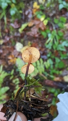 Heimiomyces fulvipes