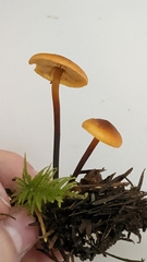 Heimiomyces fulvipes