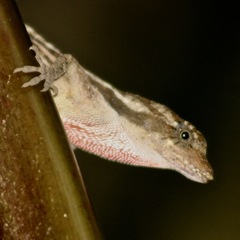 Anolis roatanensis