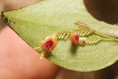 Lepanthes
