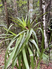 Guzmania