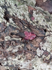 Ascocoryne cylichnium