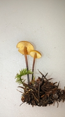 Heimiomyces fulvipes