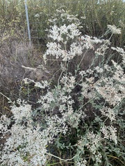 Eriogonum multiflorum