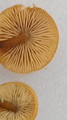 Heimiomyces fulvipes