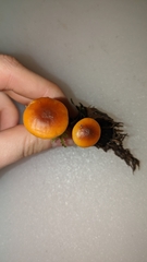 Heimiomyces fulvipes