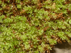Mnium hornum