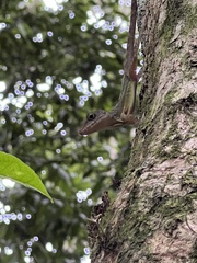Anolis lineatopus