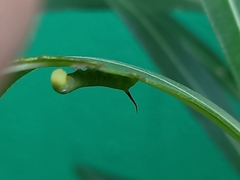 Daphnis nerii