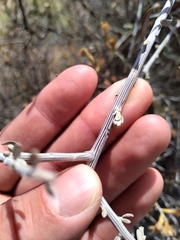 Cyclolepis genistoides