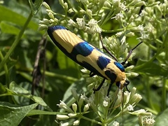 Chrysaeglia magnifica