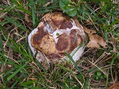 Fomitopsis durescens