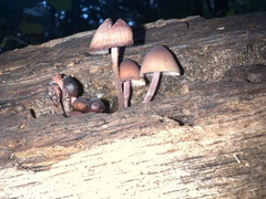Mycena bulliformis