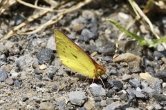 Colias dimera