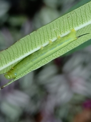 Daphnis nerii
