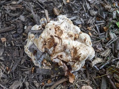 Fomitopsis durescens