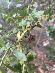 Rhopalomyia californica