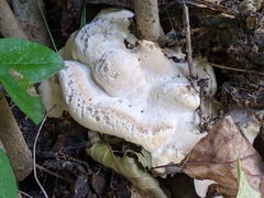 Fomitopsis durescens