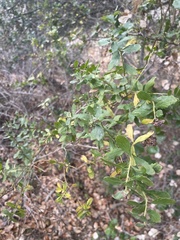 Rhopalomyia californica