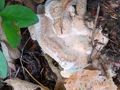 Fomitopsis durescens