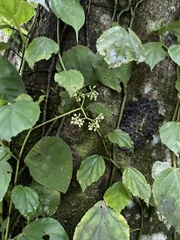Begonia glabra