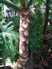 Thaumatophyllum xanadu